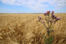 Sow thistle against wheet field. Sonchus arvensis pink flower plant with buds and leaves. Sonchus plant is the form of weed of the agricultural fields.